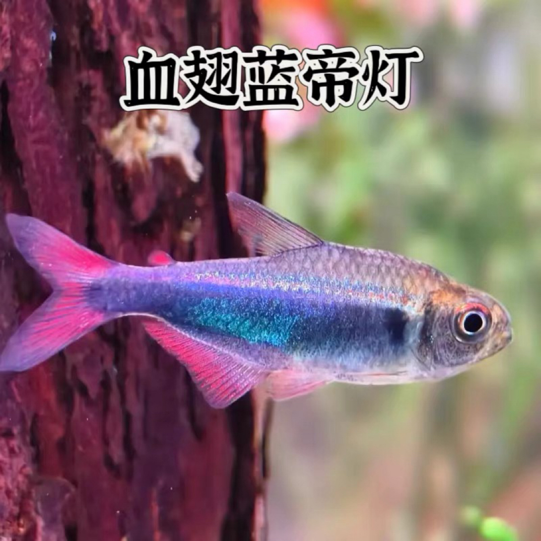 血翅蓝帝灯鱼高端稀有淡水灯科观赏鱼适合草缸饲养