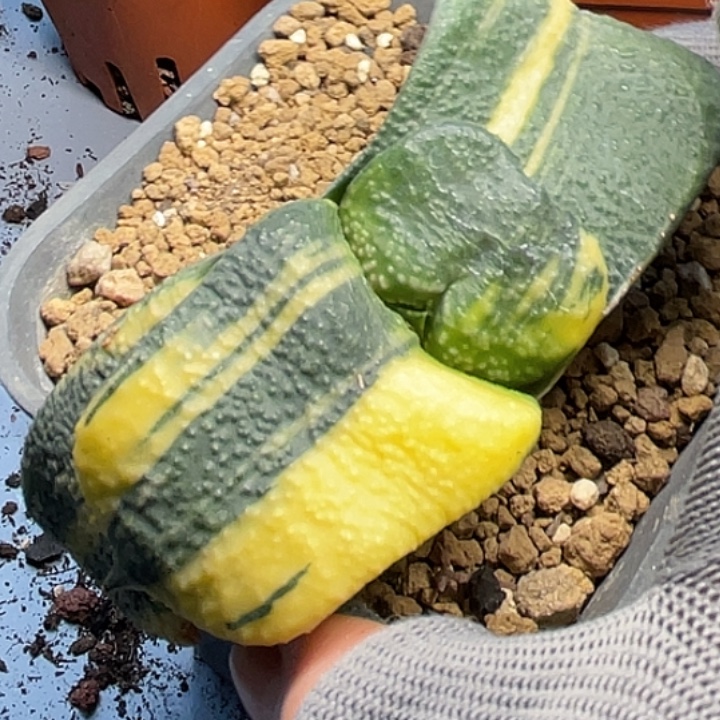 一物一拍竞拍福利拍