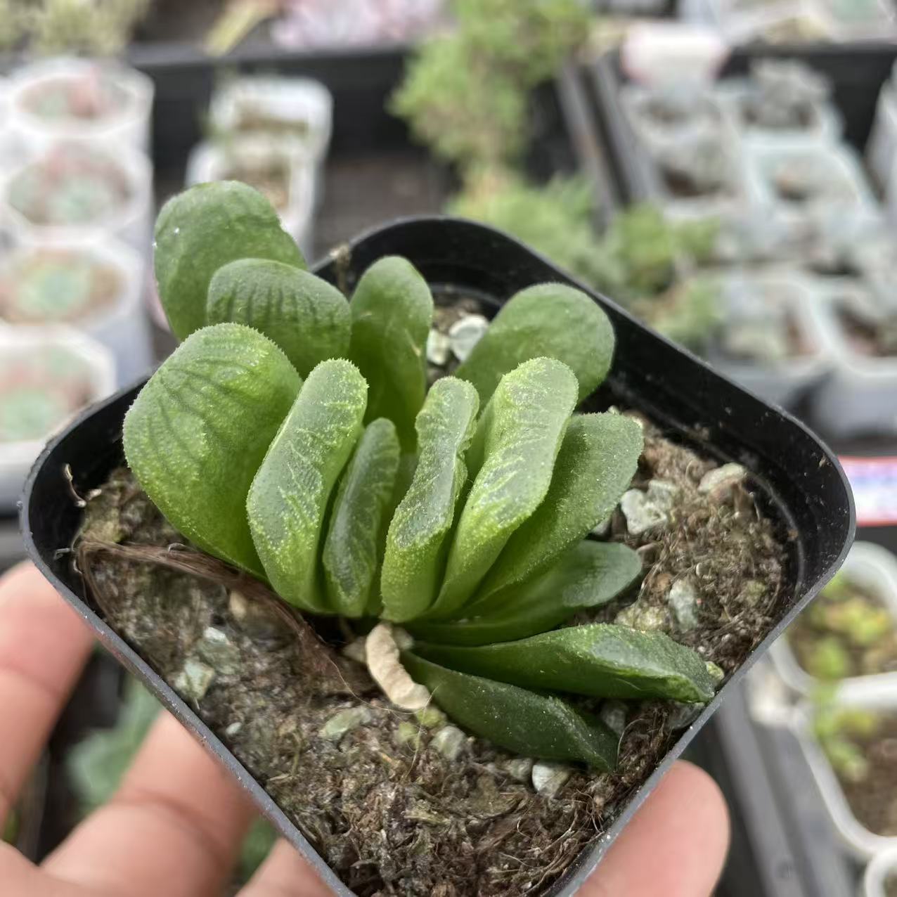 玉扇玉露多肉植物办公室室内花卉小盆栽好养活喜阴凉