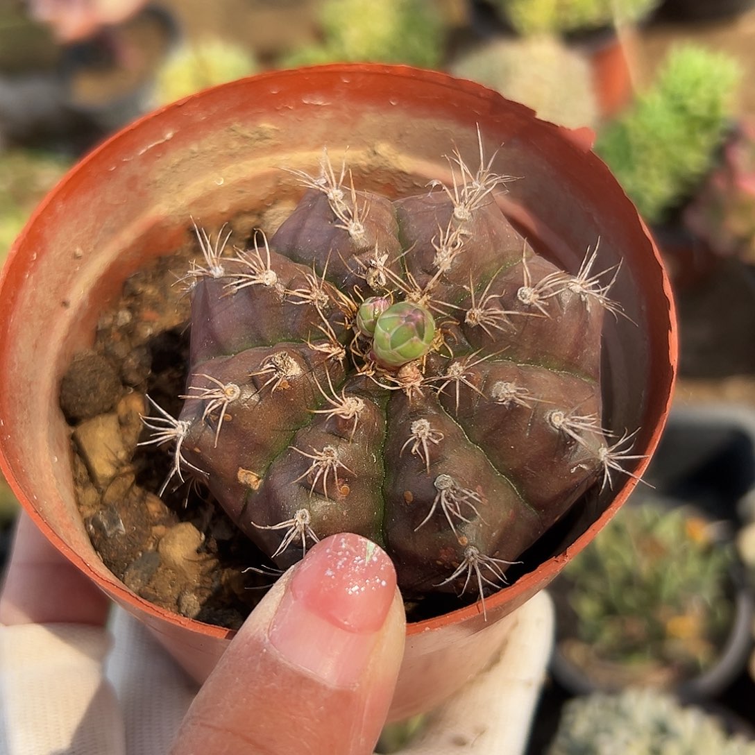 多肉植物多肉植物