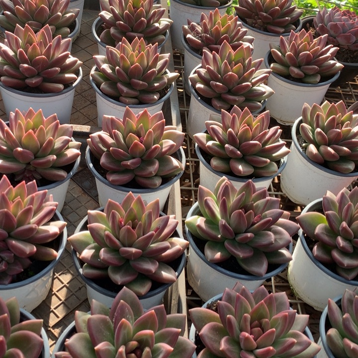 迷雾泡泡多肉植物两单包邮