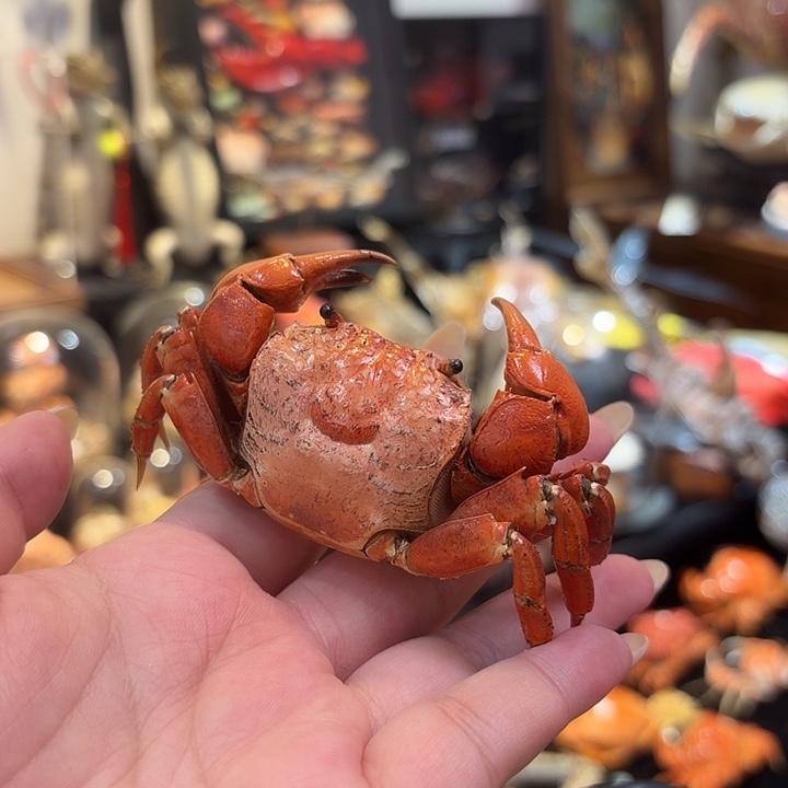 真实新涨蟹标本哦