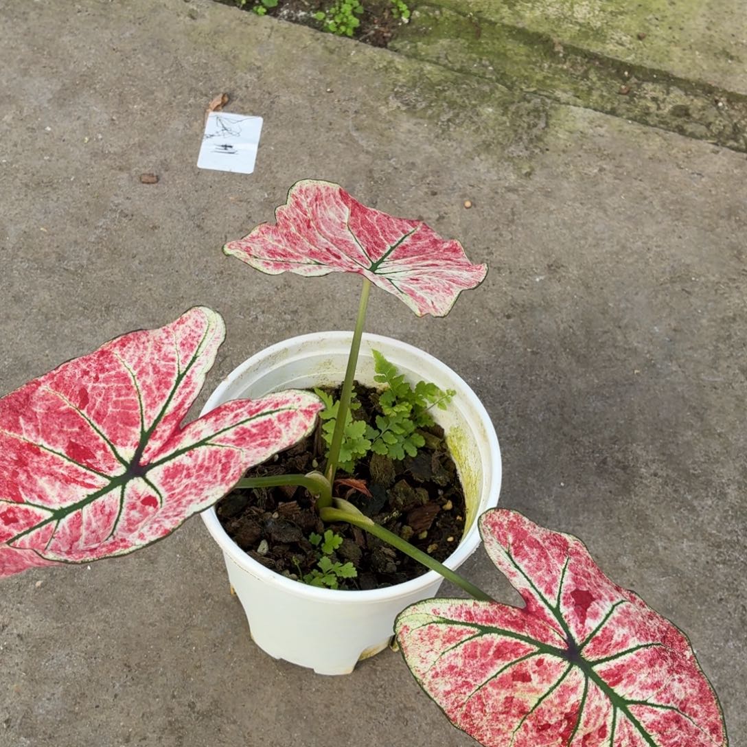 用***5完全开放单樱花雨