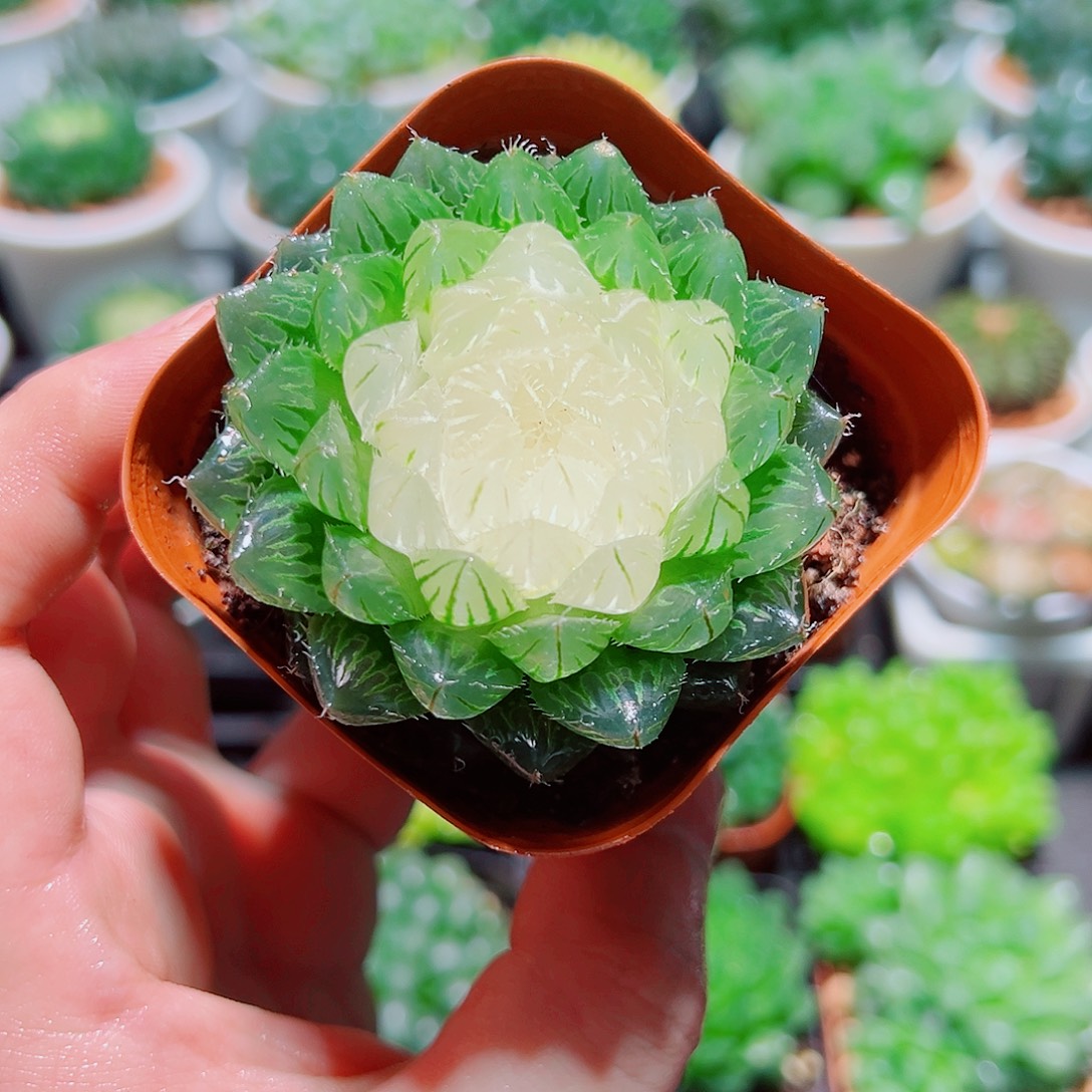 宝莲灯玉露多肉多肉多肉