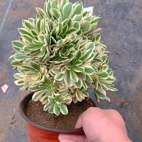 215艳凝多肉植物