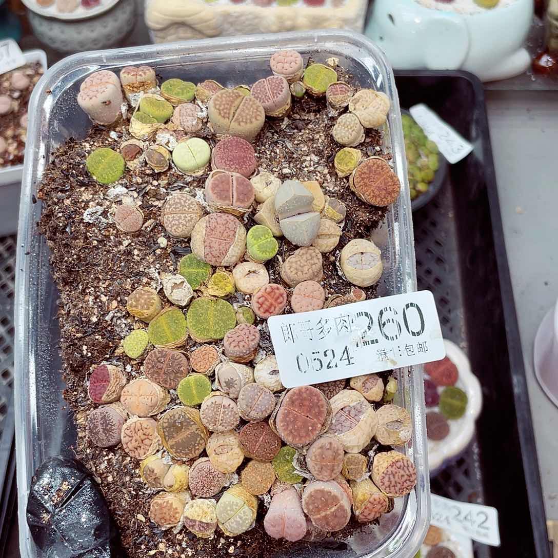 郎哥多肉18包邮0524-260