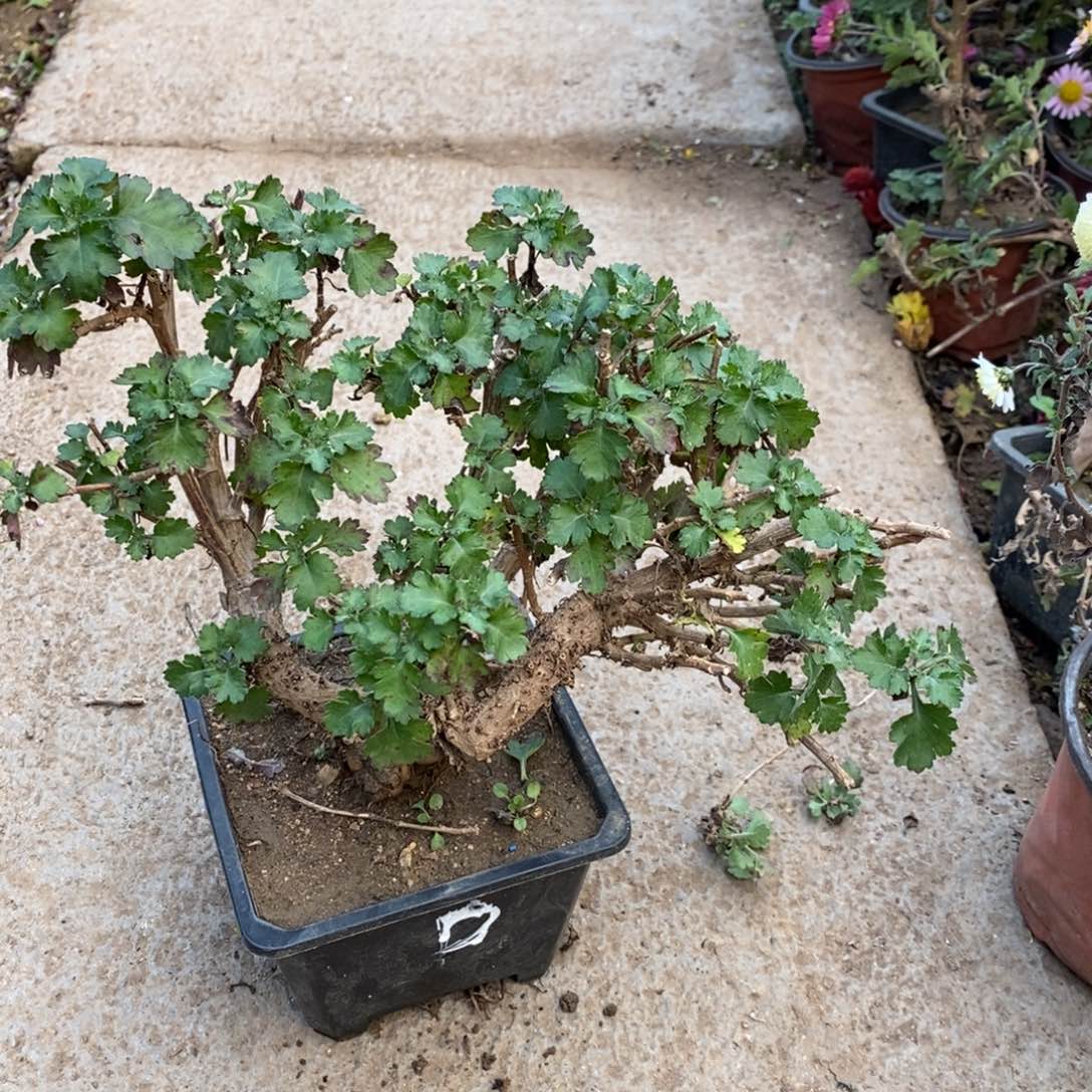 阿***波无花朵盆景盆景盆景60