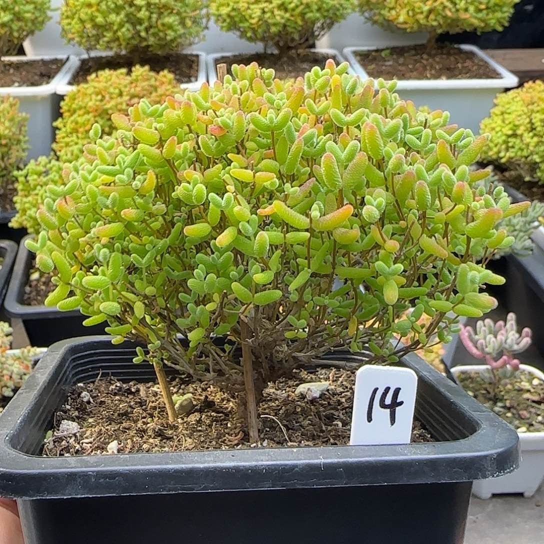 蜜橘糖球一物一拍