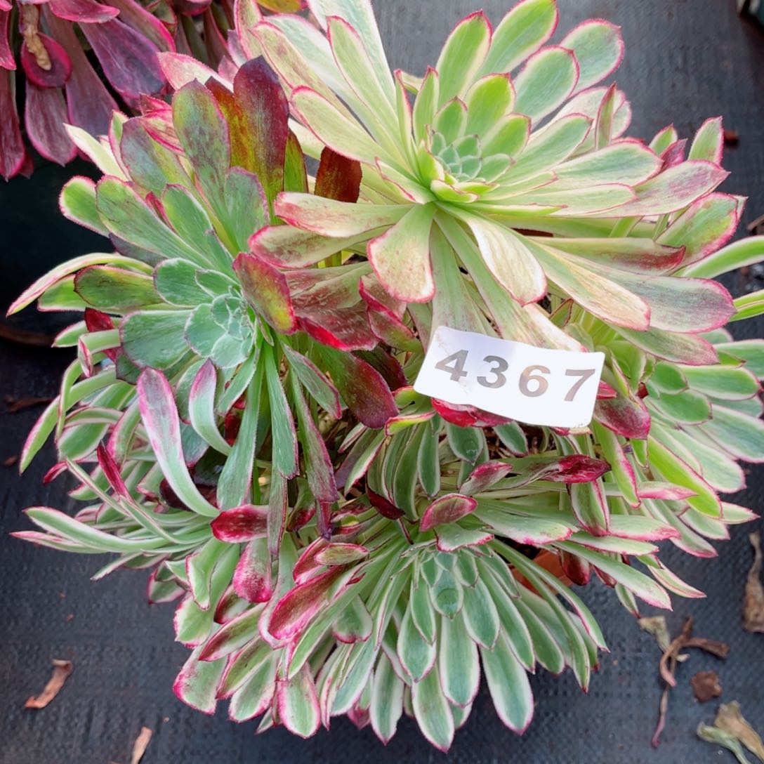 绿体仙墨多肉发货发货