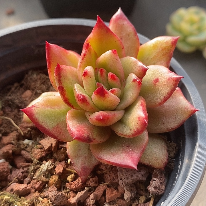 红颜蜜语石化拉丝锦