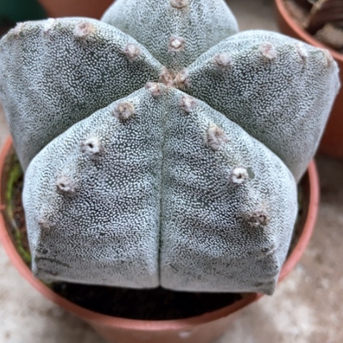 五角仙人球12米仙人球白五角