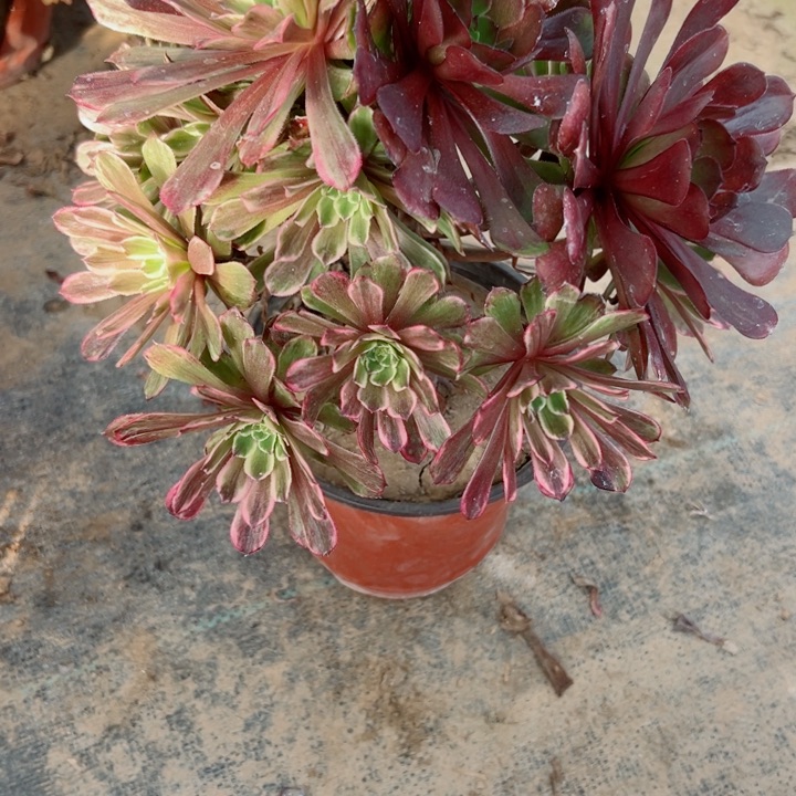 225水墨多肉植物