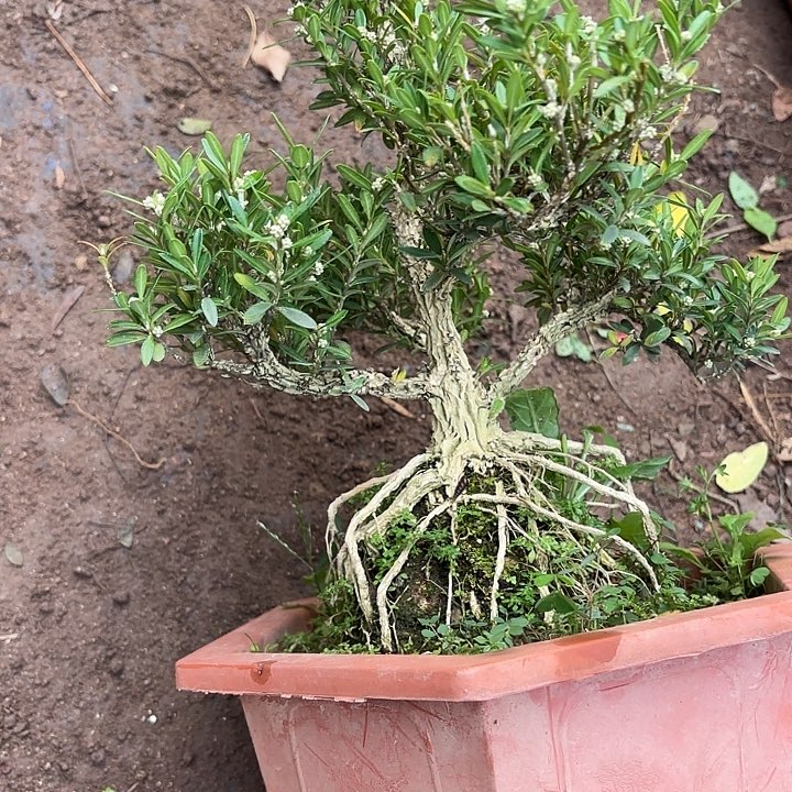 山***人无花朵带土球发货