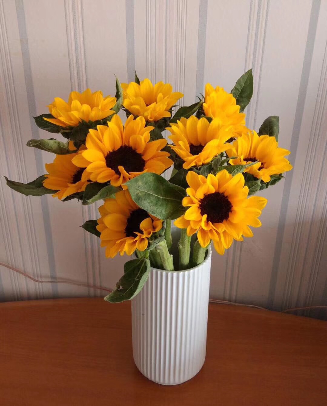 【买一送一】迷你小头向日葵  高考向日葵一举夺魁金榜题名毕业季