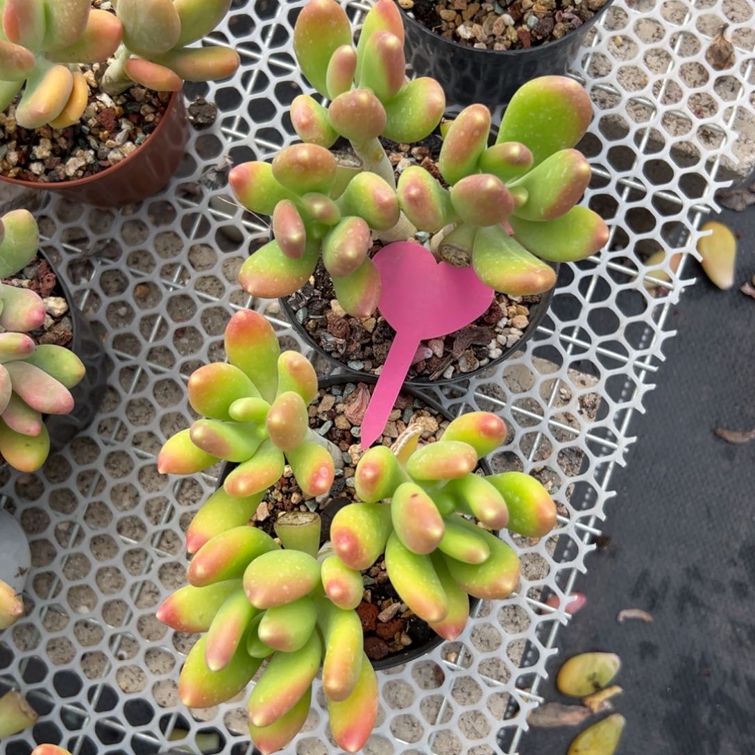 蔷***6多肉植物一物多拍