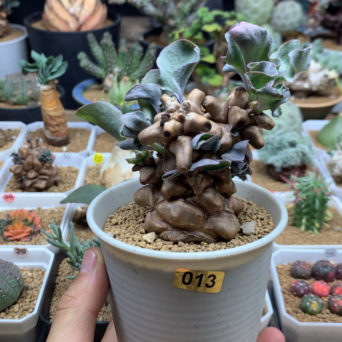 蛮鬼塔厚敦菊母本多肉