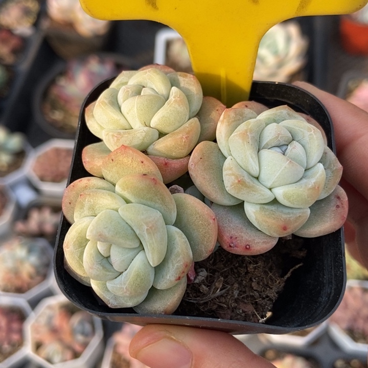 1094冰玉多肉植物保护