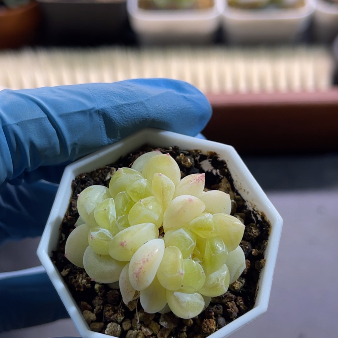 钱多多 三头 多肉植物