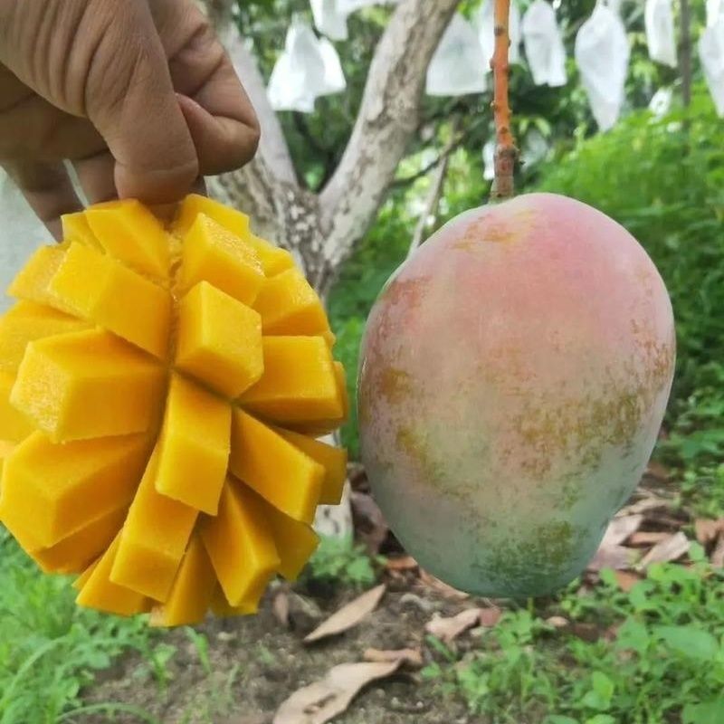 【原产地直发】攀枝花凯特芒果当季鲜果产地现摘直发