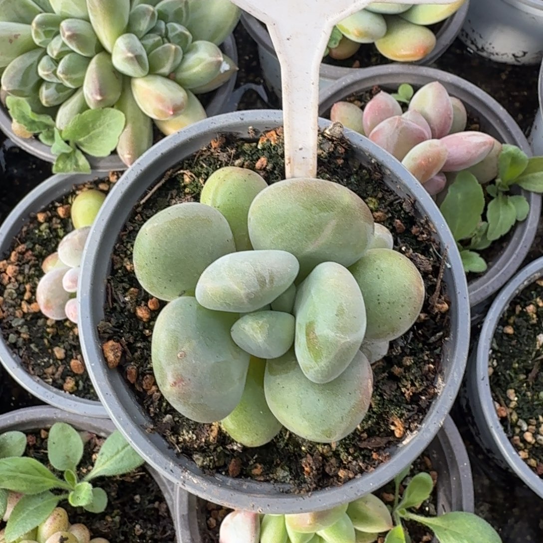 X系多肉植物一物一拍615