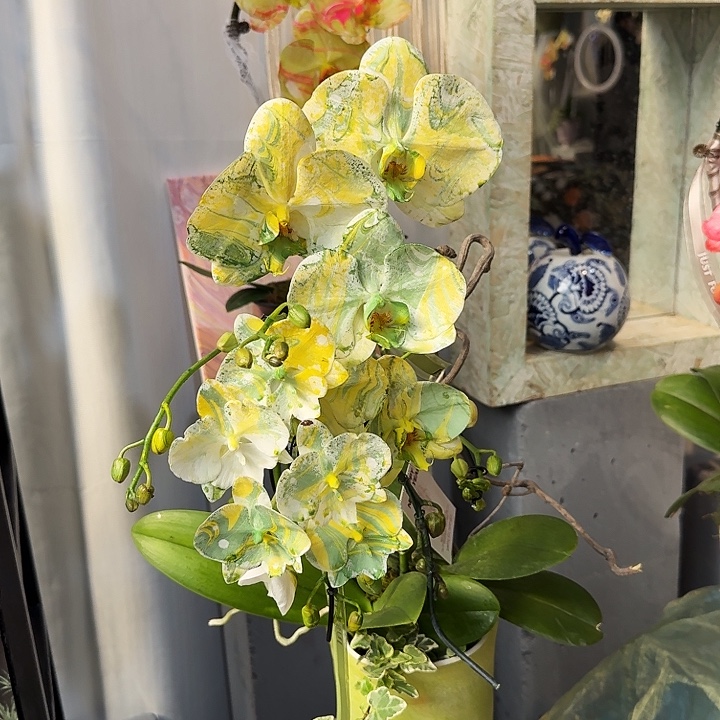 完全开放蝴蝶兰一物一拍