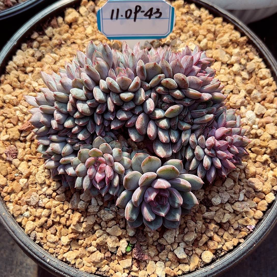 地****1109-43黑曼巴缀化。