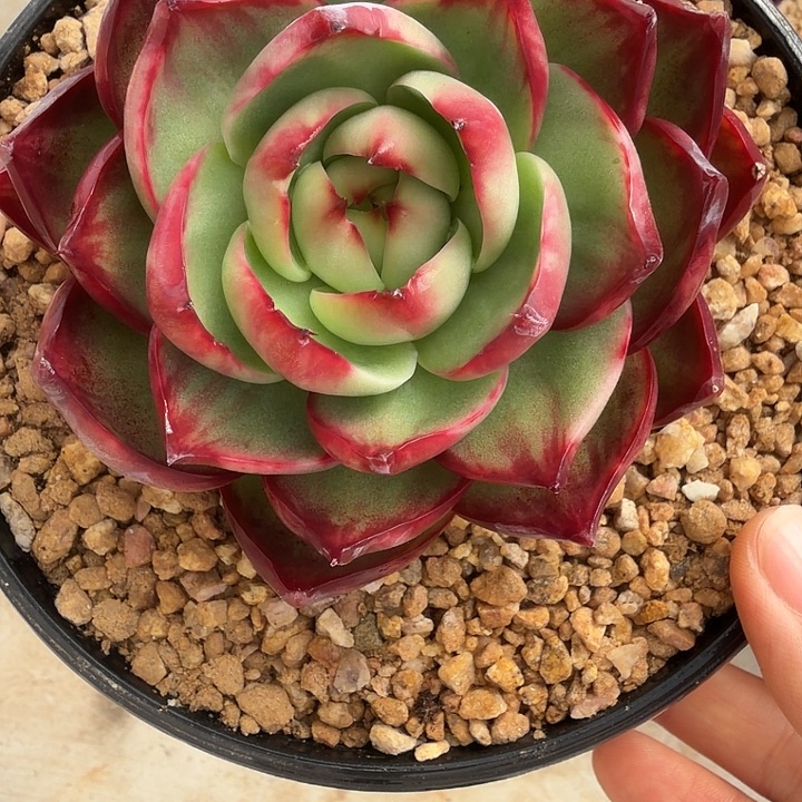 E***a130号惊鸿仙子多肉