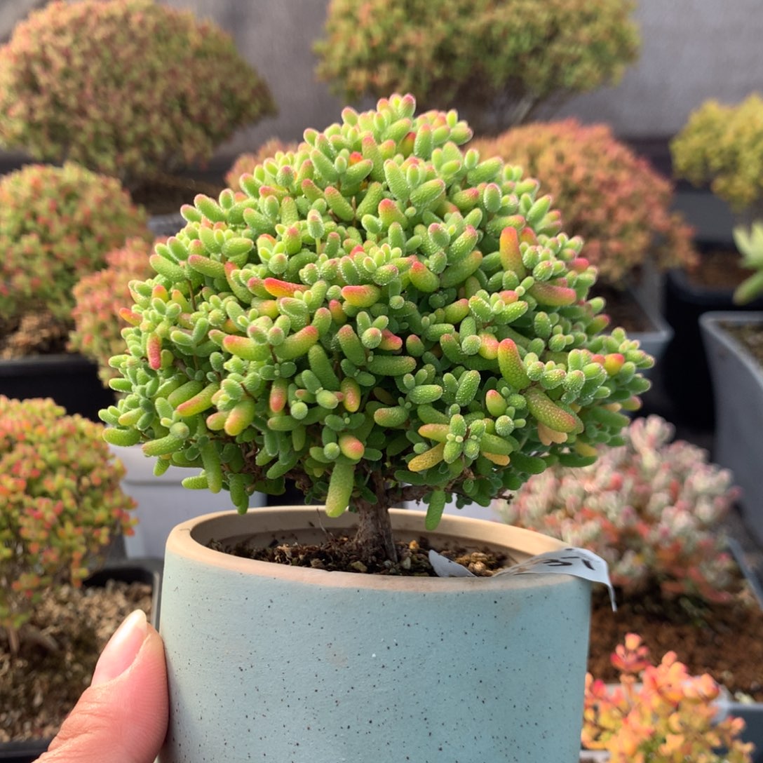 737蜜橘糖球                    