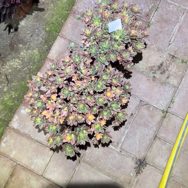 198两棵甜茶多肉植物