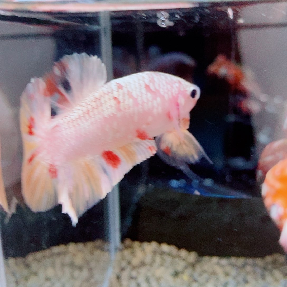 斗鱼范*哲黑55号a a a a a a