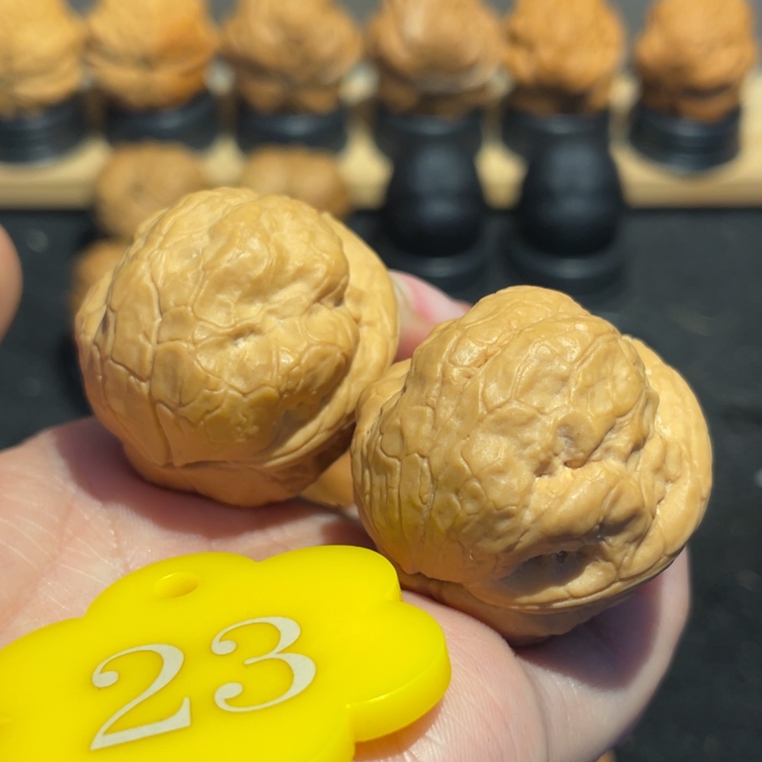 辣***芋极品金刚鹦鹉核桃32