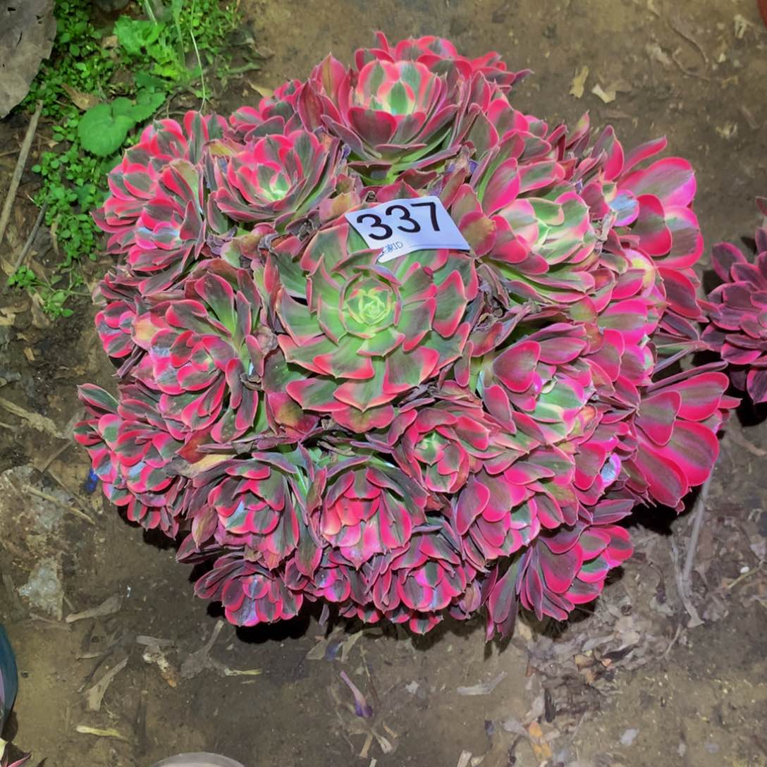 法师多肉植物337