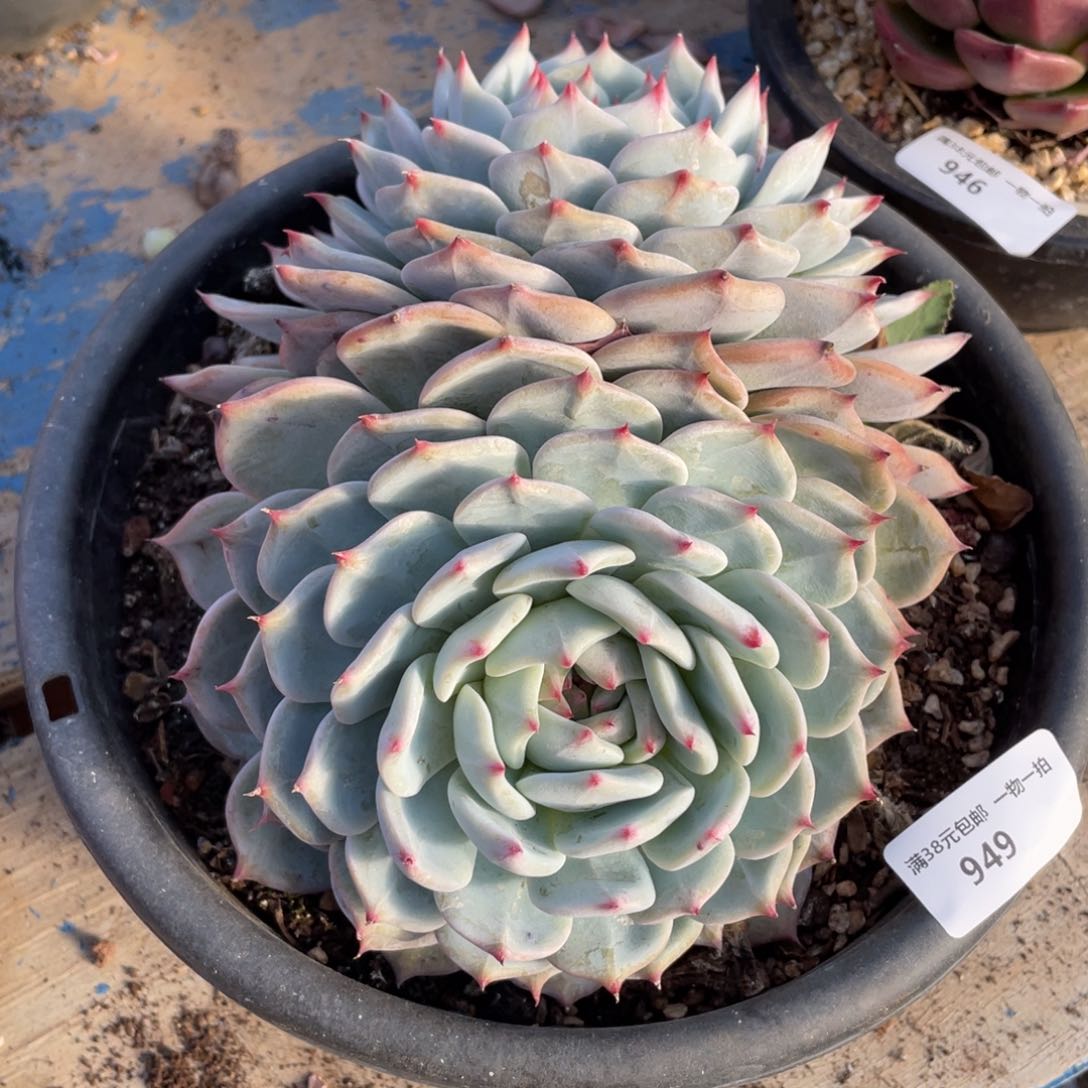 沁***7949双头混血儿多肉