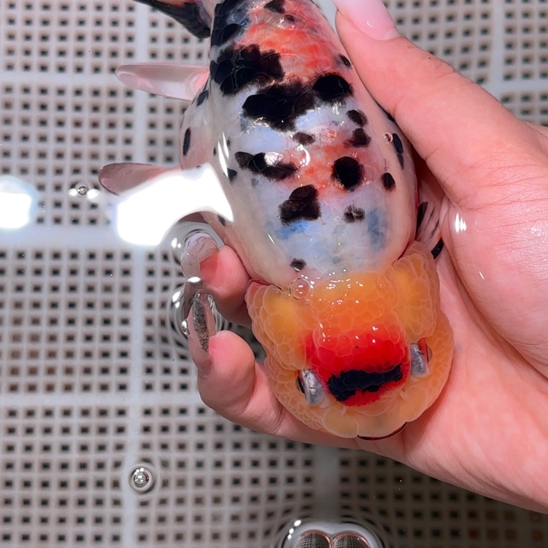 娜****金鱼不拍包装运费到付，拍包装包邮