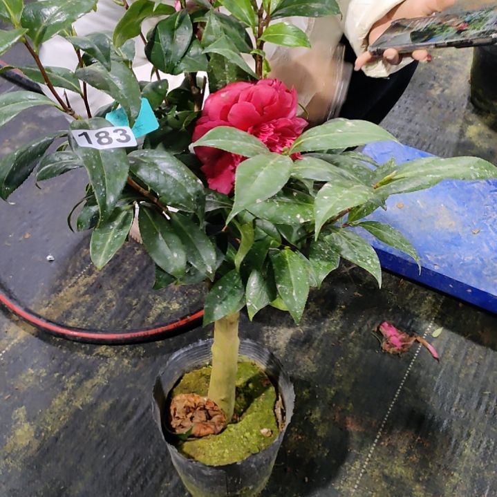 183紫玫瑰，雅子，原盆原土发货