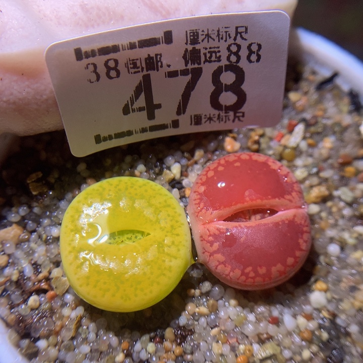 ssss精品生石花478