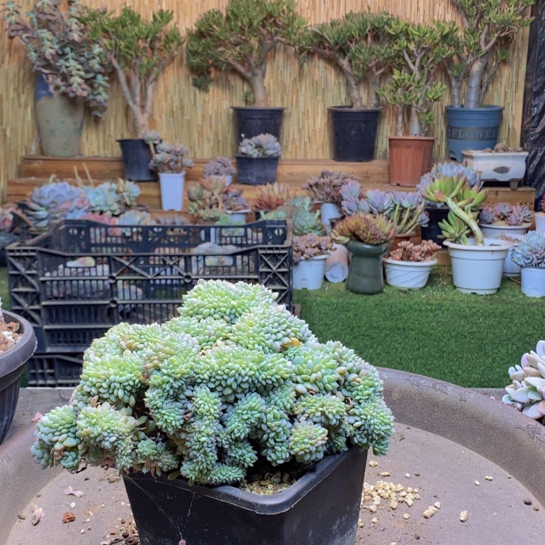 兔*C196 号白胖子多肉