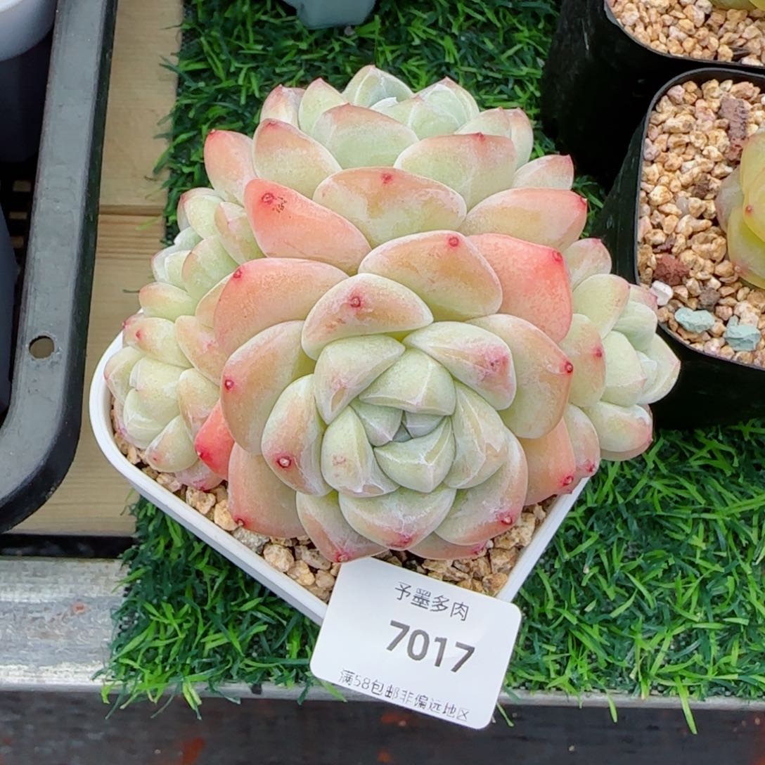冰玉无砍，7017多肉植物