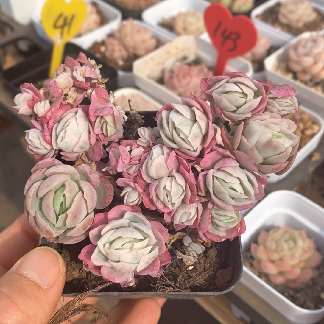 精品多肉一物一拍不包整587