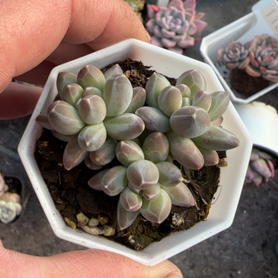 18伊卡鲁斯多肉植物多