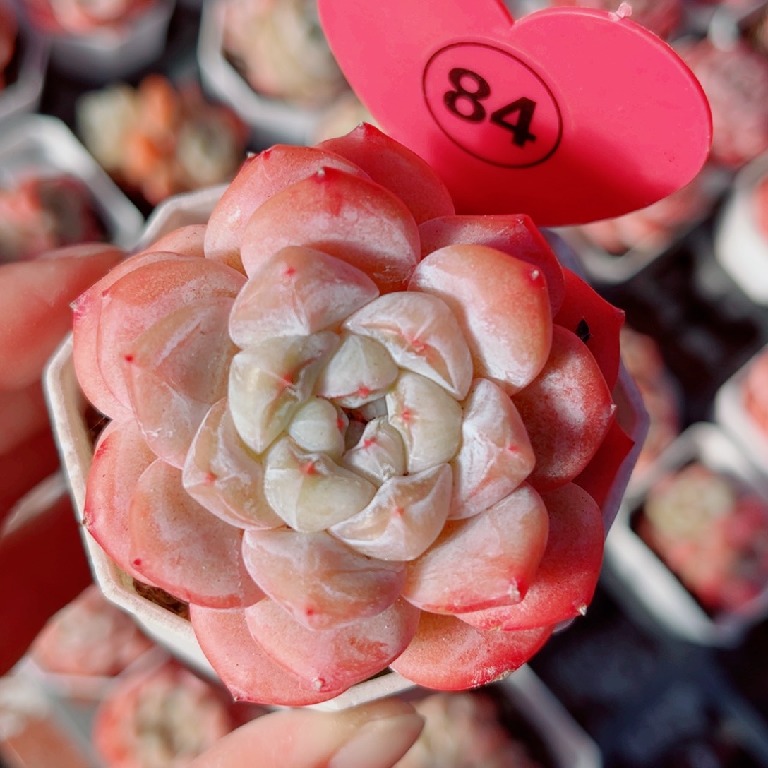 84号老桩糖心双头