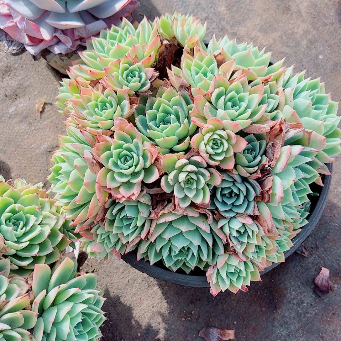 三色堇多头造型精品特价