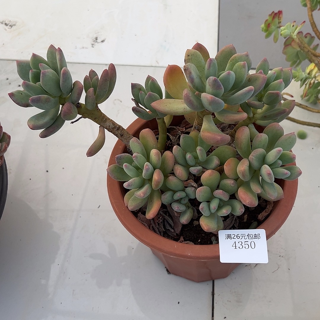 梅***香4350清星美人多肉植物多肉