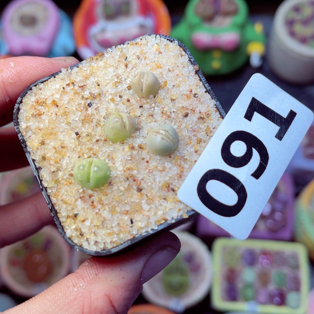 091生石花带盆发