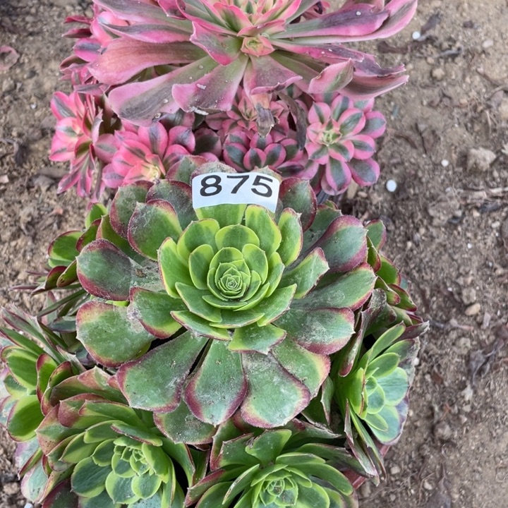 完全开放875对肉植物组合无售后