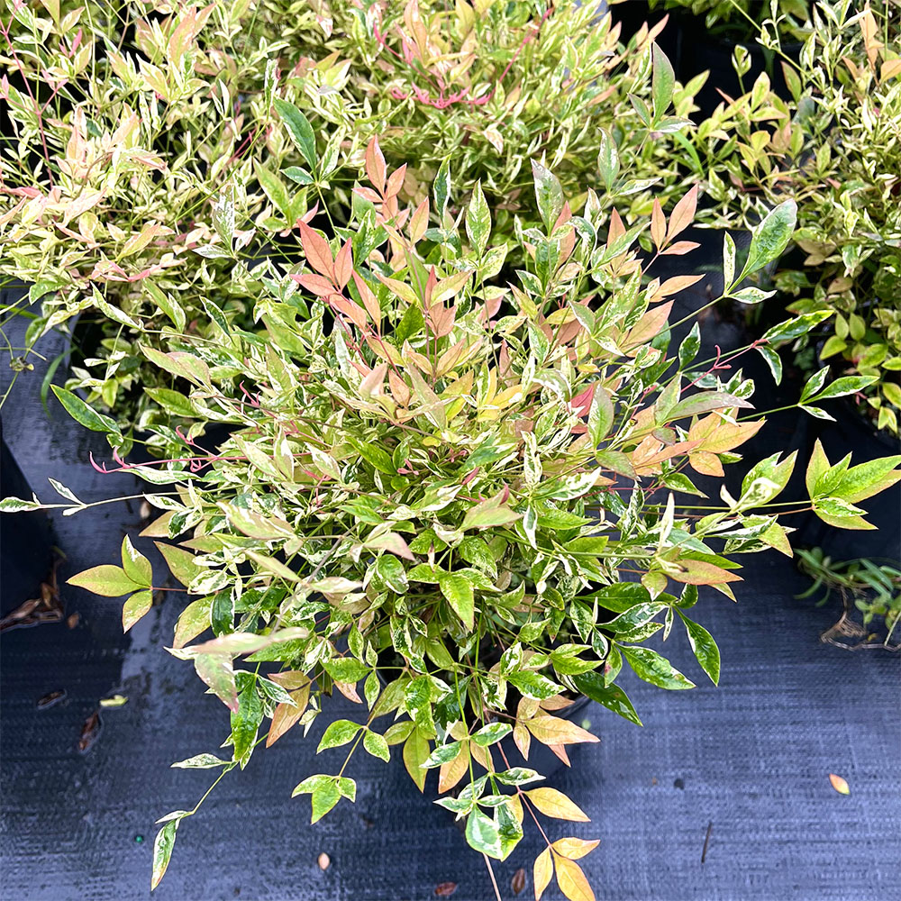 暮光之城南天竹盆栽阳台庭院四季不落叶观叶植物耐寒耐热好养
