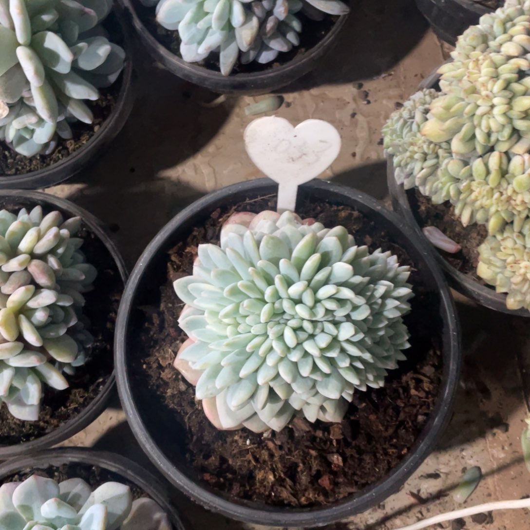 唯***e星影缀化多头群生033