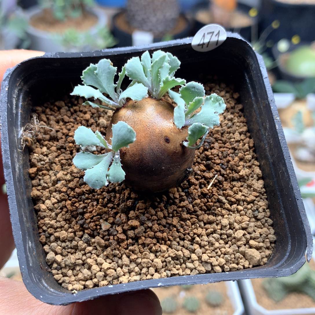 产地格加厚敦菊带盆