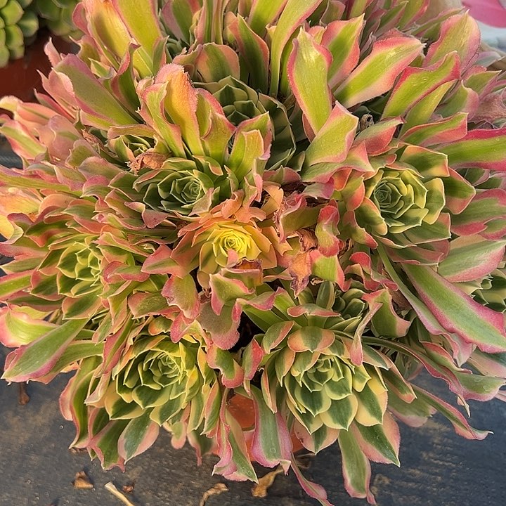 2.18-38白凤多肉植物