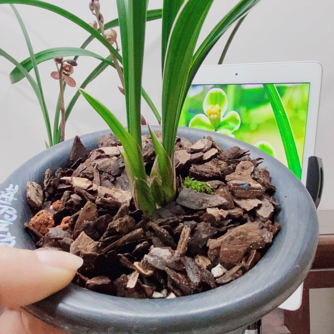 了***缘大部分花苞少量开放